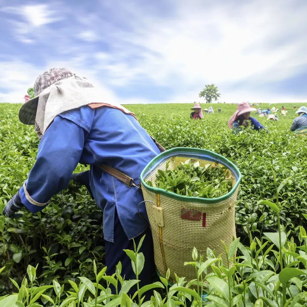 همه چیز درباره چای