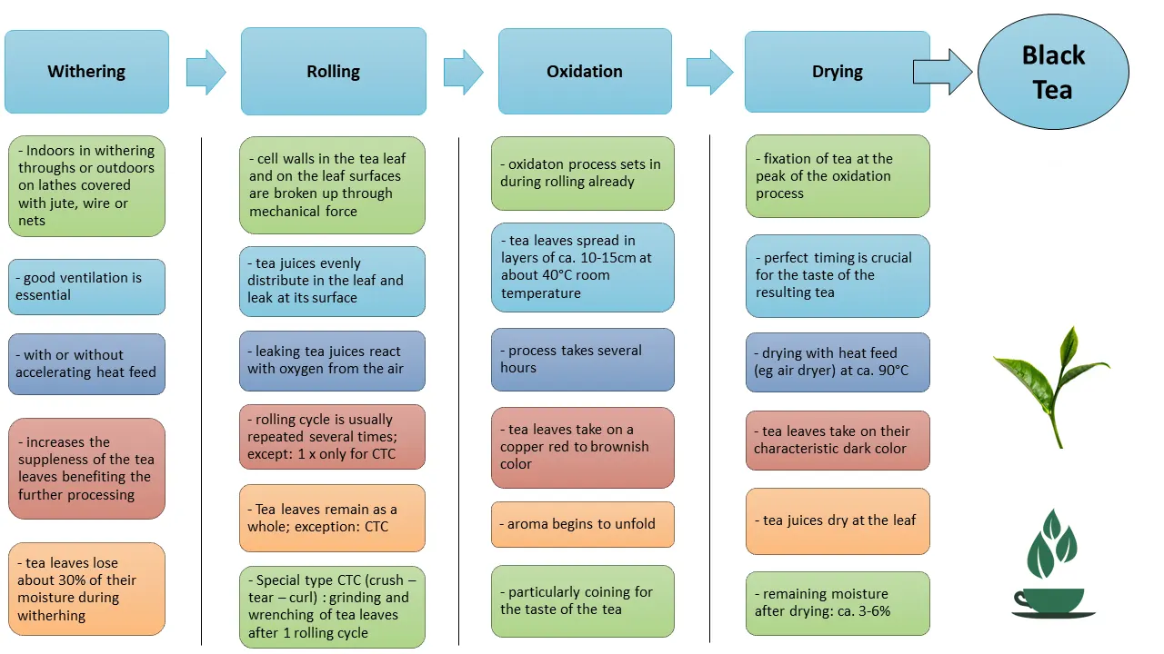 فرآوری چای سیاه: گام به گام